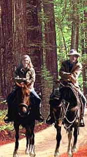 People on horseback riding through the redwoods